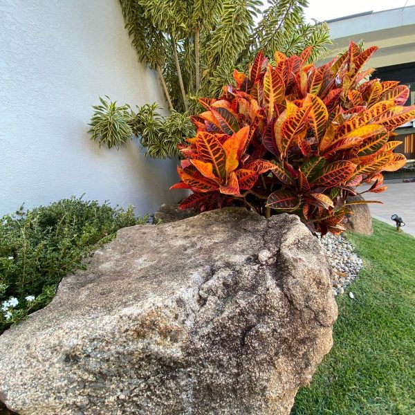 03e01cc9-e921-43fd-9cd2-08f55f449dad