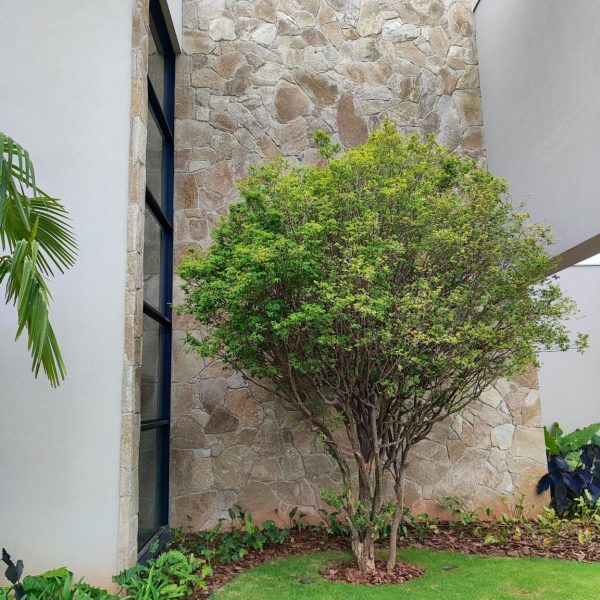 moledo-natural-pampas-04-1152x1536